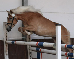 Bestes Pony in der Prüfung war Wild Thing v. Wildfang, die am Sprung eine 8,50 erhielt.